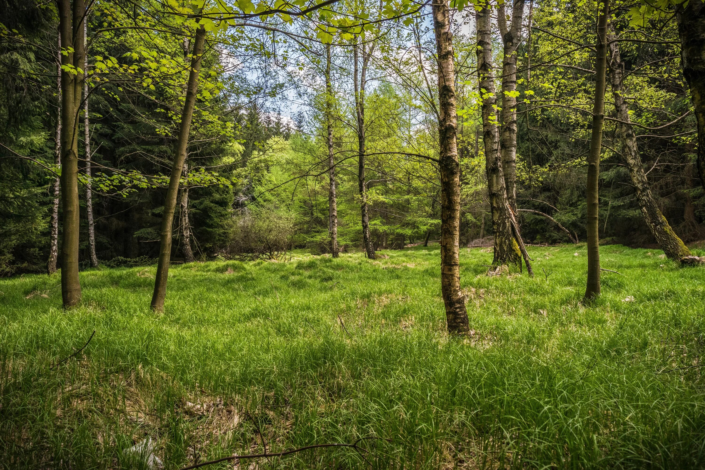 Лесная поляна фото Free Images : tree, nature, grass, wilderness, hiking, trail, meadow, sunlight, 