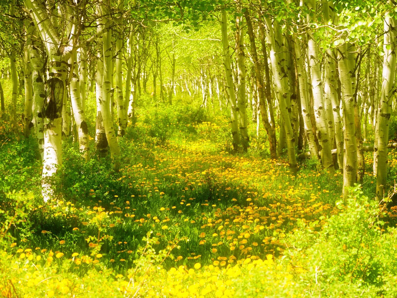 Лесная поляна фото Download wallpaper forest, grass, trees, flowers, spring, section nature in reso