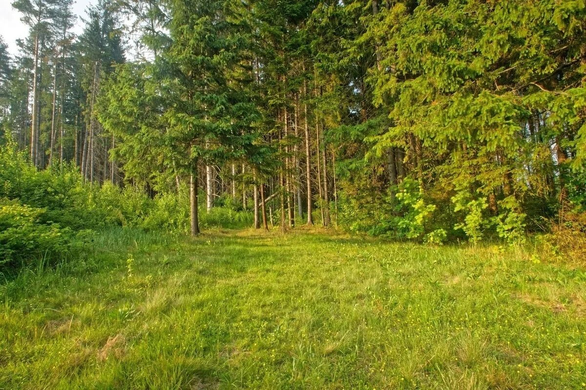 Лесная поляна фото В Удмуртии восстановили более 5 тыс. га леса - МК Ижевск