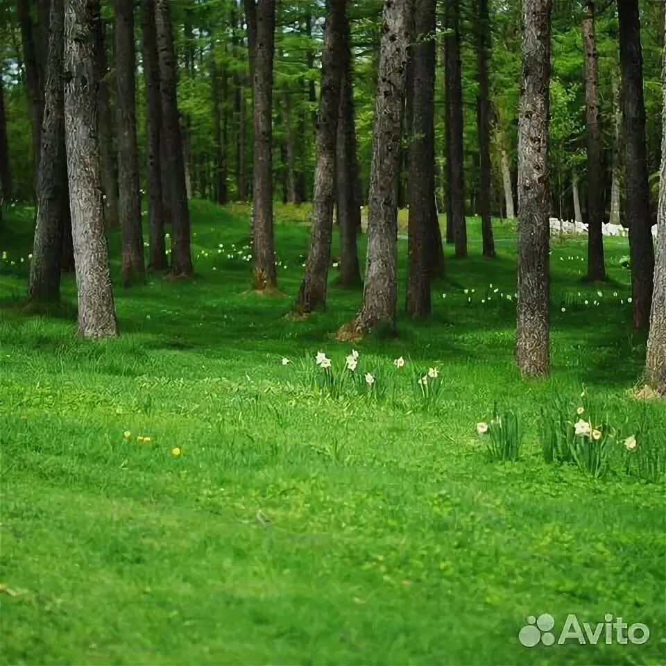 Лесная поляна орел фото Животное купить в Белгороде Животные и зоотовары Авито