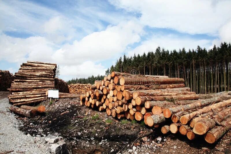 Лесная промышленность фото Forest pine trees logs stock photo. Image of ecology - 66792684
