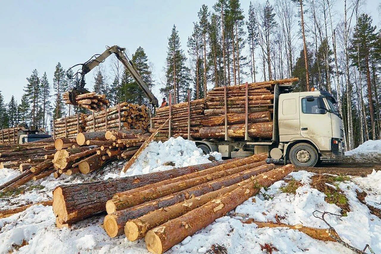 Лесная промышленность фото 6 человек были смертельно травмированы на Гомельщине при проведении лесосечных р