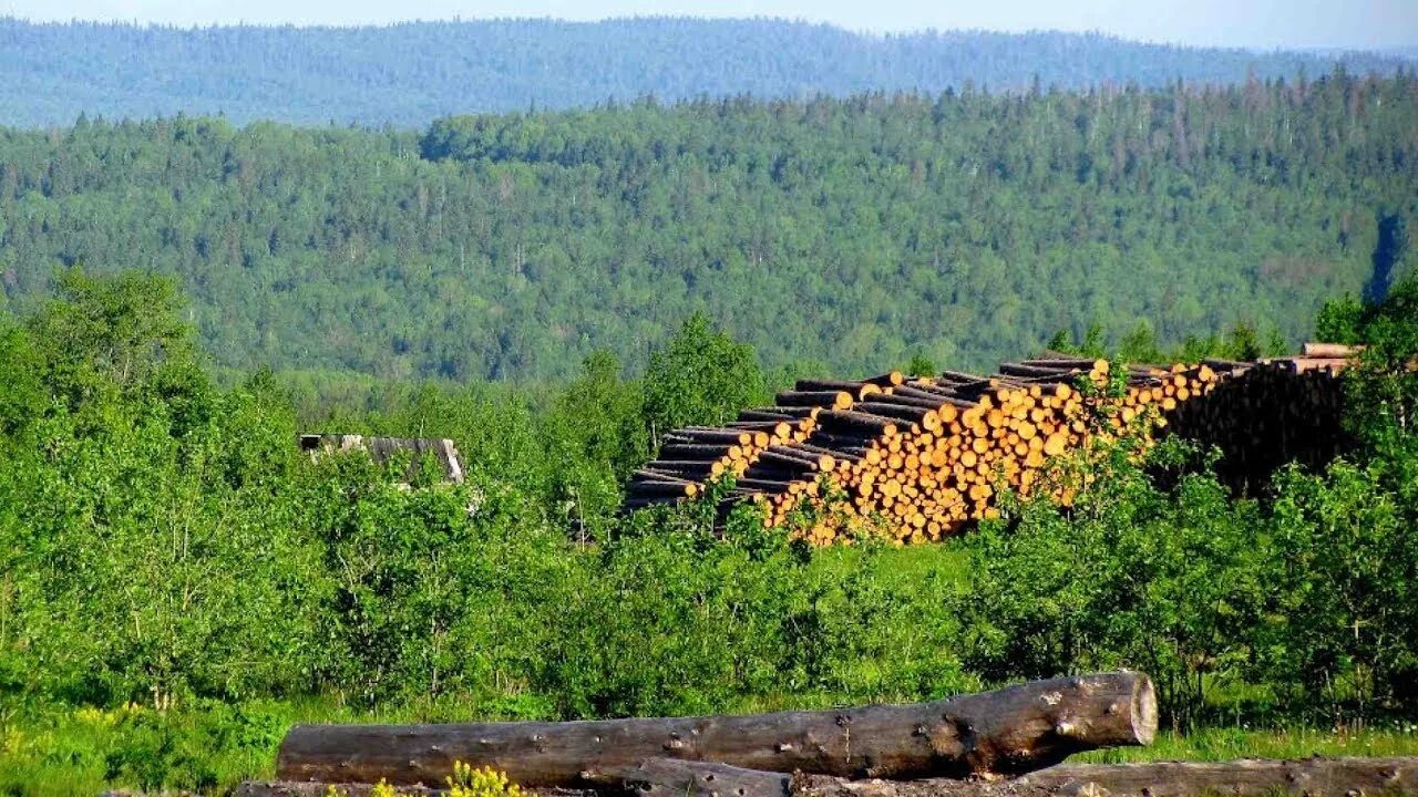 Лесная промышленность углегорска исторические фото Главное на Радио России: лесная промышленность - YouTube