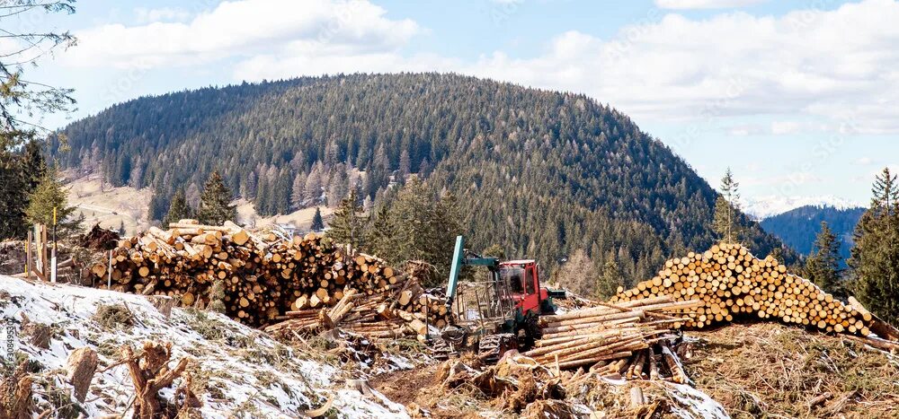 Лесная промышленность углегорска исторические фото Work harvester stacked wood logs tree background blue sky. Concept lumber timber