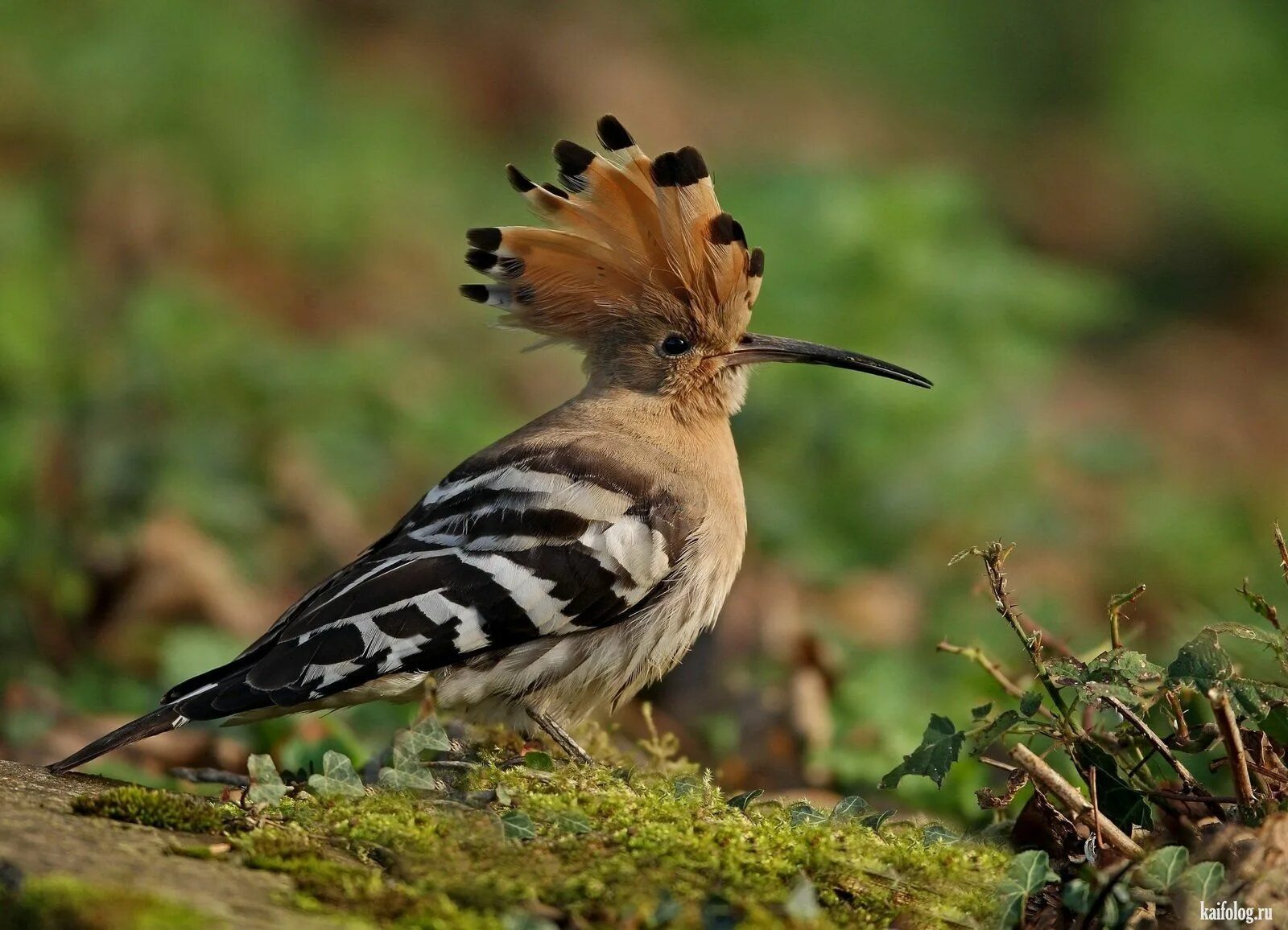Лесная птица с хохолком на голове фото Домен припаркован в Timeweb Animals, Bird