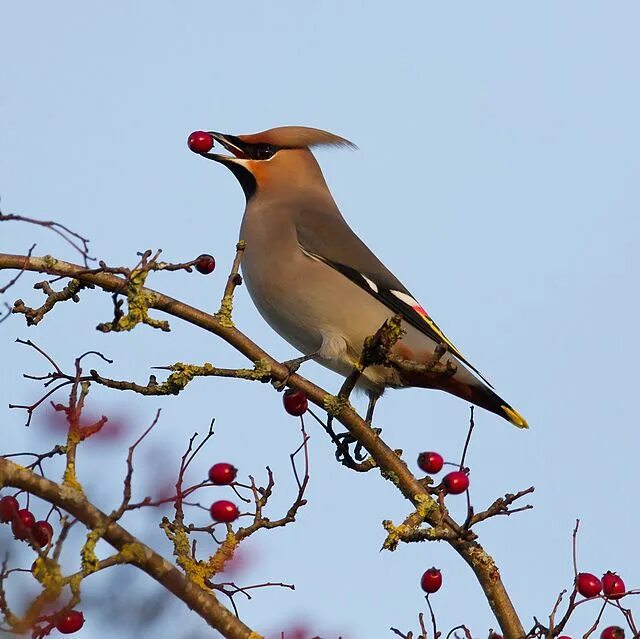 Лесная птица с хохолком на голове фото File:Cynffon Sidan Bombycilla garrulus.jpg - Wikimedia Commons