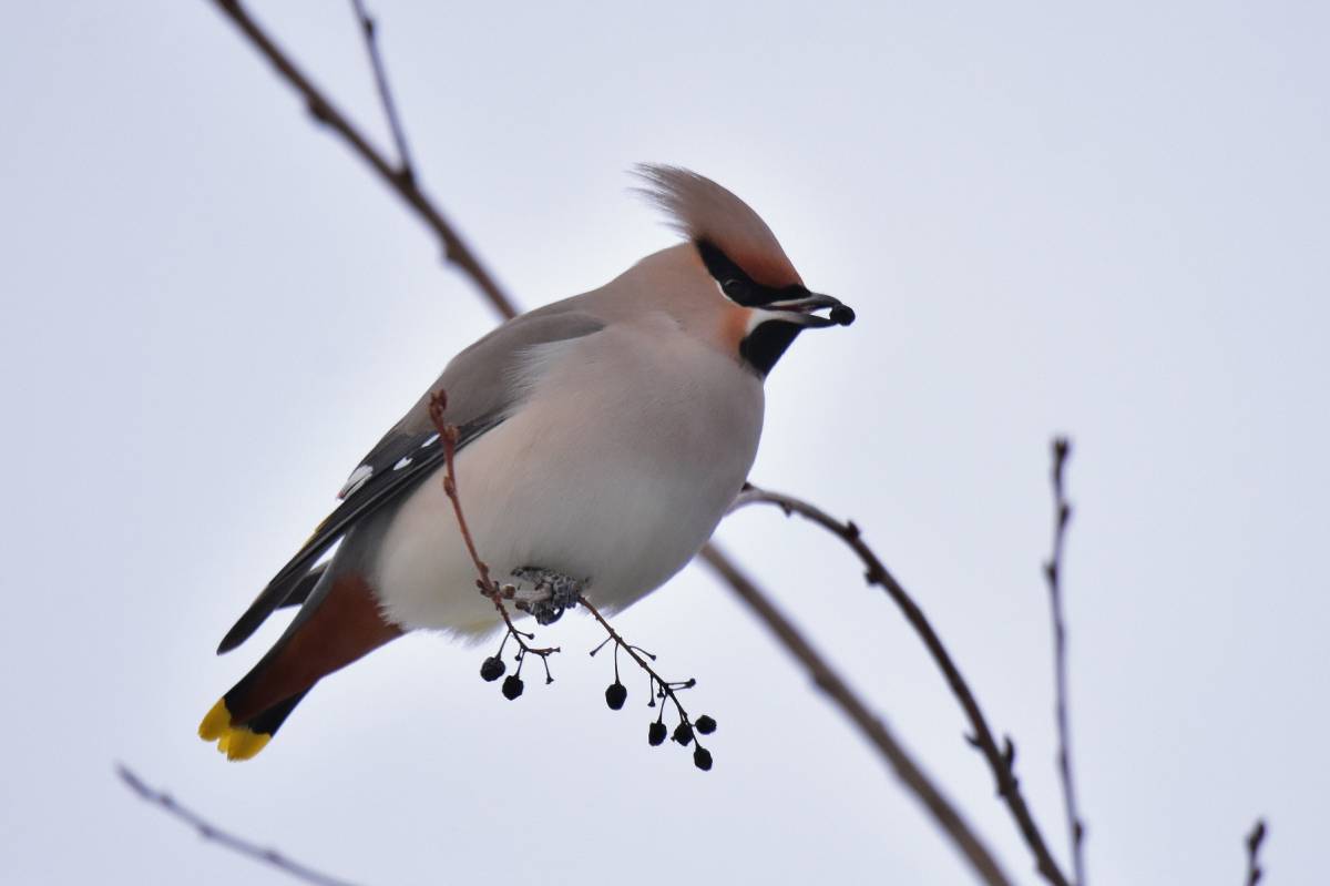 Лесная птица с хохолком на голове фото Bohemian Waxwing (Bombycilla garrulus). Birds of Siberia.
