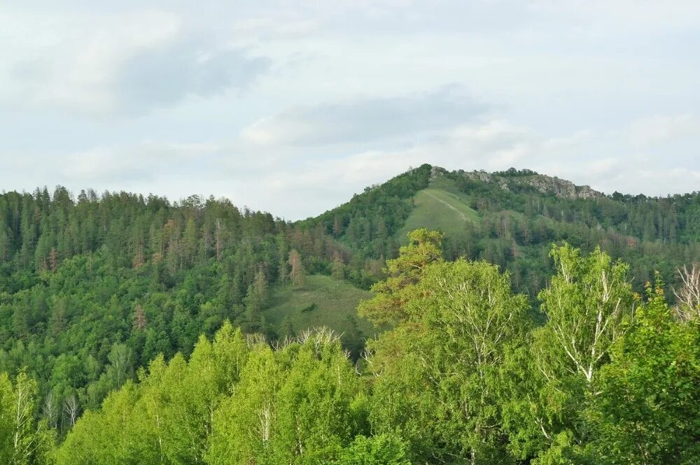 Лесная сказка самарская область красносамарский лес фото Завершилась закупка предметом которой была расчистка лесов Самары Самарские леса