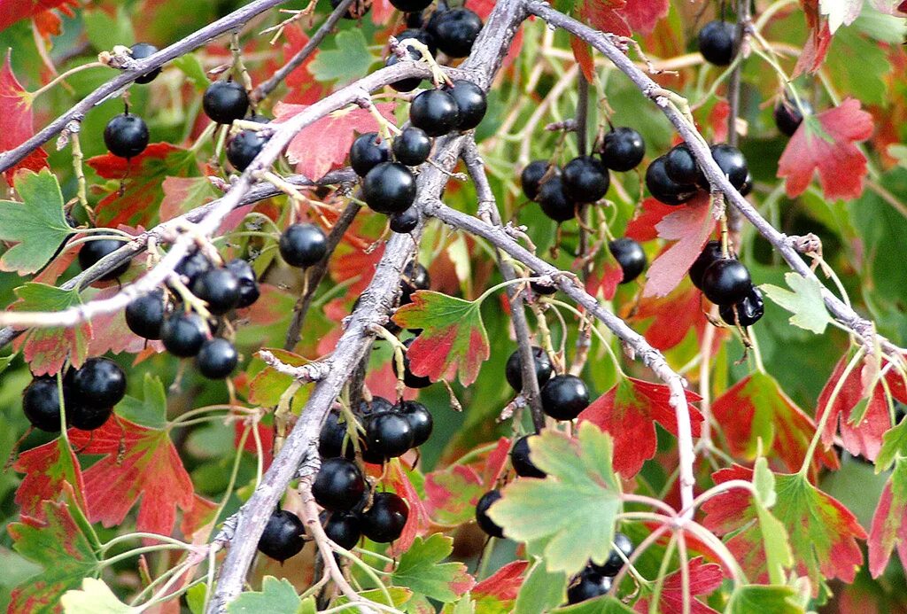 Лесная смородина фото Смородина золотистая или золотая (лат. Ribes aureum)