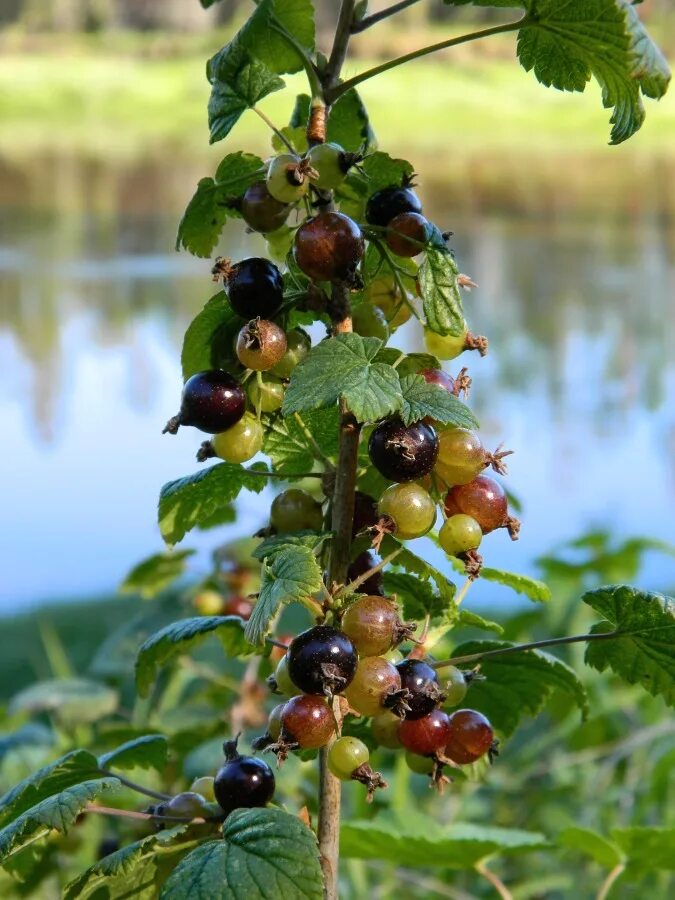 Лесная смородина фото Ribes nigrum - Image of an specimen - Plantarium