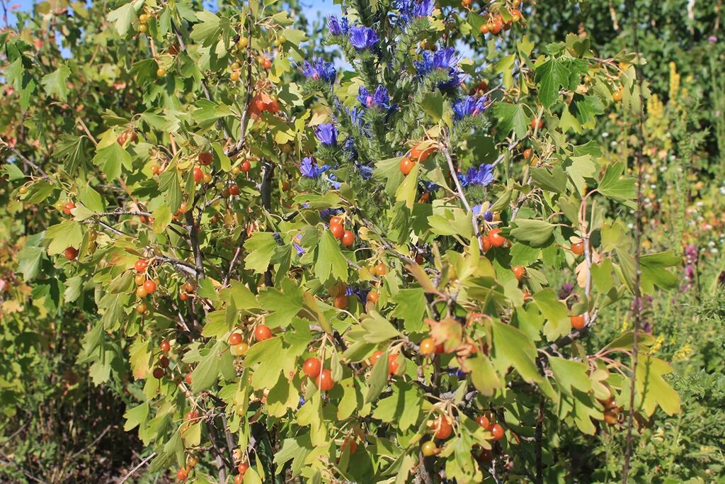 Лесная смородина фото Смородина золотистая или золотая (лат. Ribes aureum)