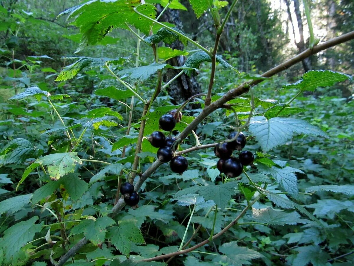 Лесная смородина фото Оригинальное вино из чёрной смородины / Рецепт Самогонъ-Б12 Дзен