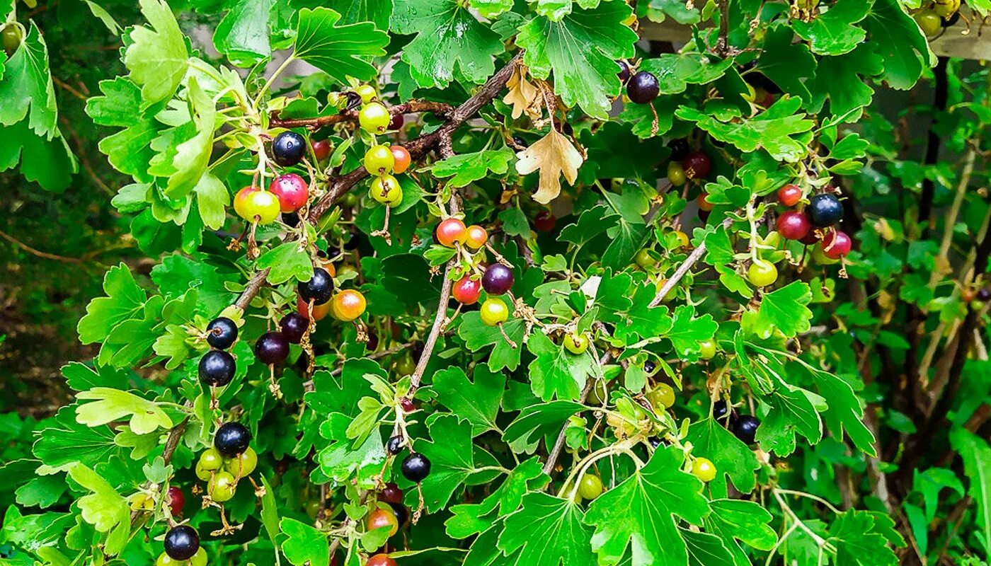 Лесная смородина фото и описание Кавказская смородина - CoffeePapa.ru