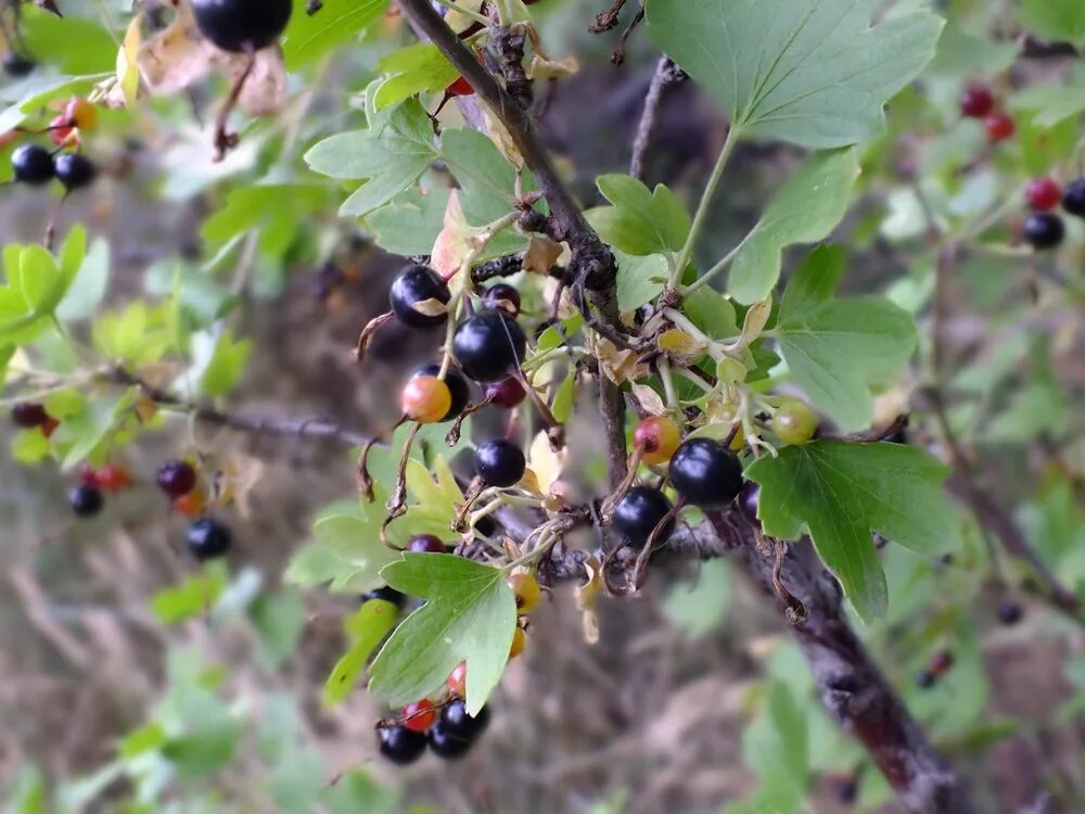 Лесная смородина фото и описание Смородина лесная
