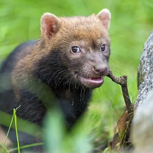 Лесная собачка фото Cute bush dog baby gnawing on the twig Canidae-Other Wild Canids Cute baby dogs,