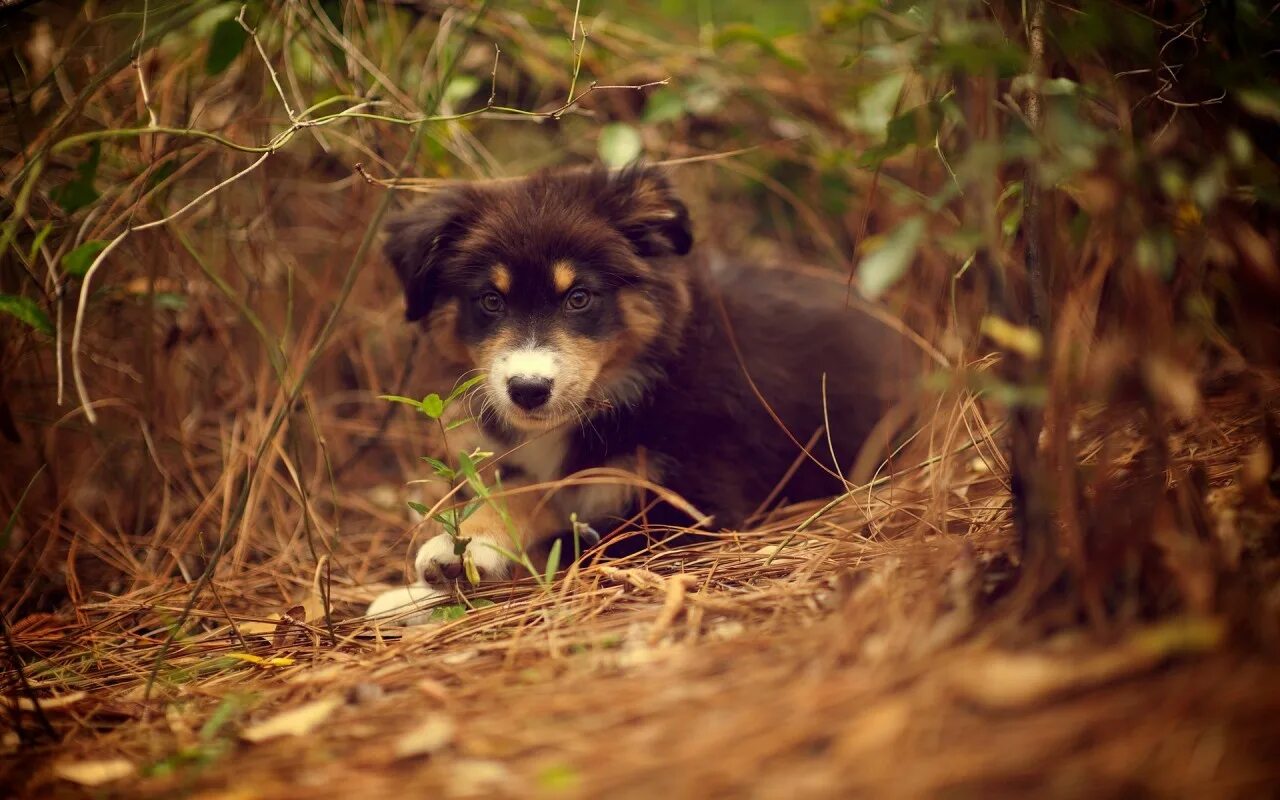 Лесная собачка фото Black And Brown Short Coated Puppy - Photo #17375 - Free 3D Models Free stock ph