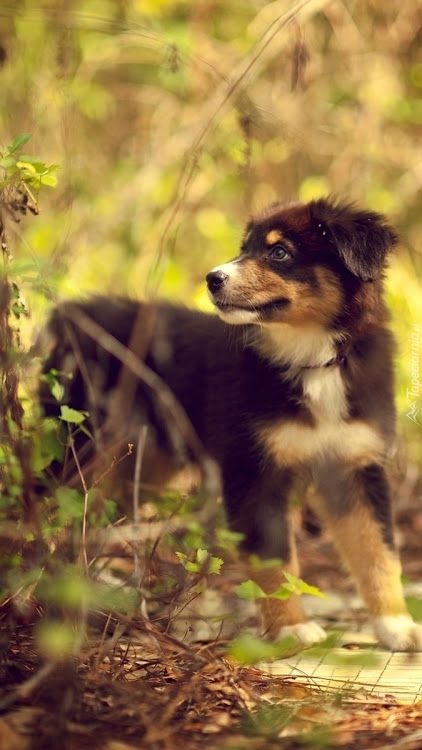 Лесная собачка фото Adorable puppy.... Relax with this nature photo. Visit my website Meditaudios.co