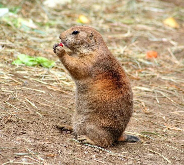 Лесная собачка грызун фото и описание Mexican Prairie Dog, Rodent, Endangered Species, Vulnerable animal, Protected An