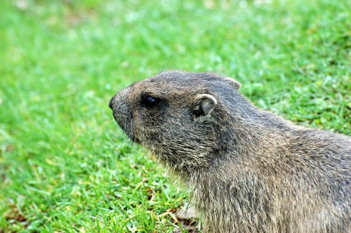 Лесная собачка грызун фото и описание Free Images : wildlife, mammal, squirrel, rodent, fauna, whiskers, vertebrate, p