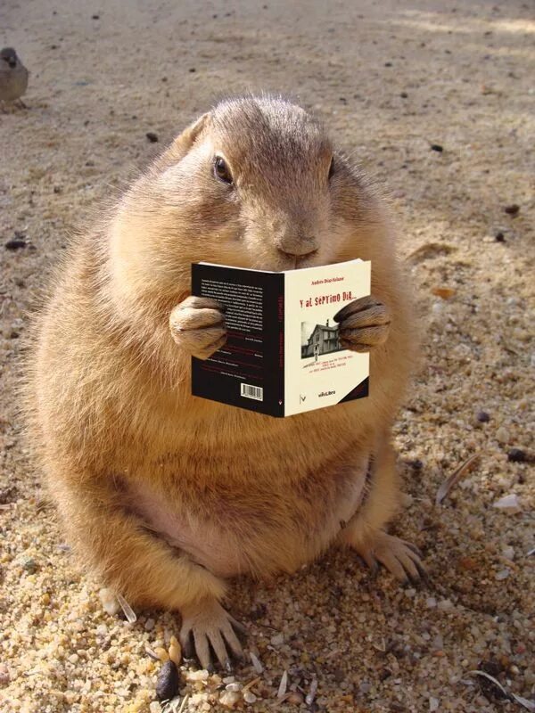 Лесная собачка грызун фото и описание Perrito de la pradera Prairie dog, Animals, Cats