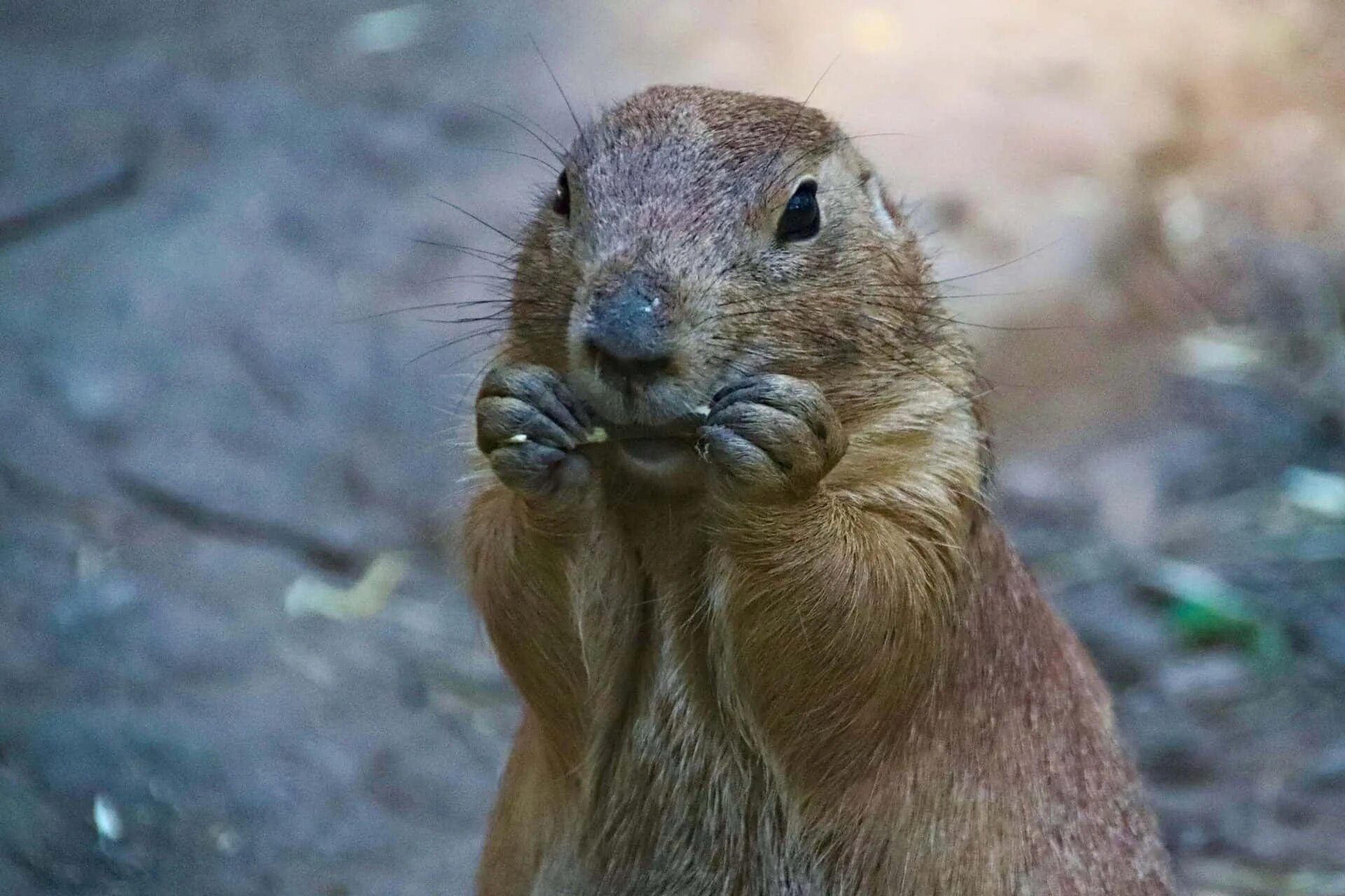 Лесная собачка грызун фото и описание Download Prairie Dog Eating Treat Wallpaper Wallpapers.com