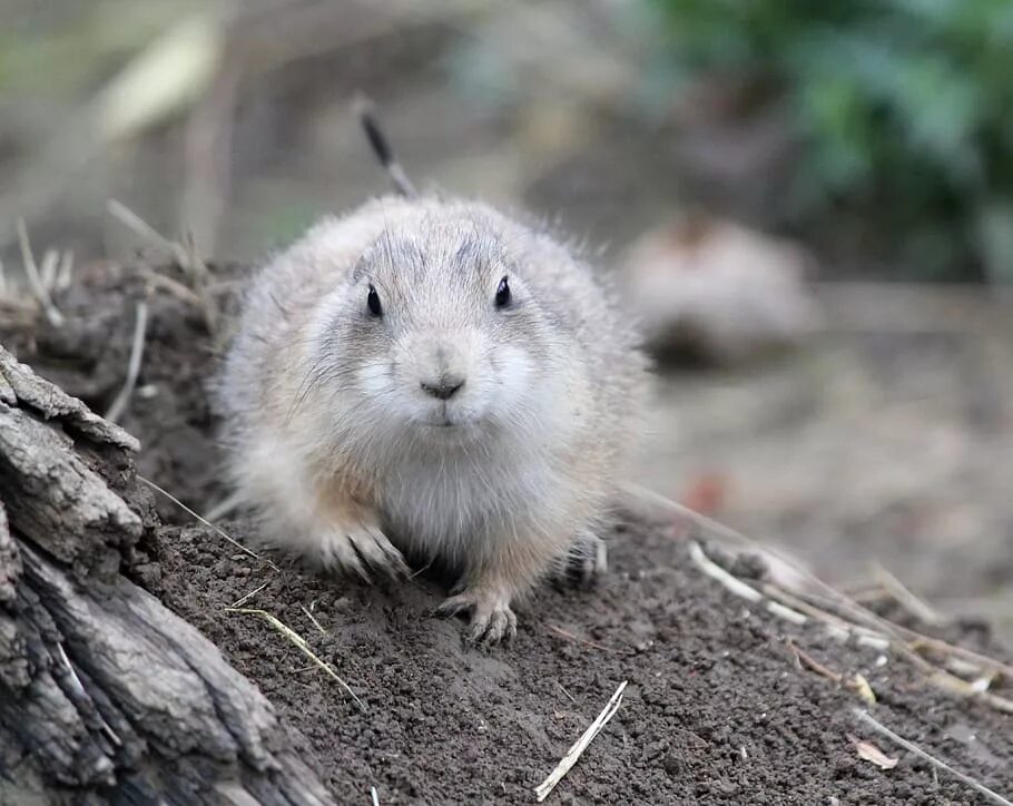 Лесная собачка грызун фото и описание HD wallpaper: brown rodent on ground, mammal, animal, rat, vienna, austria Wallp