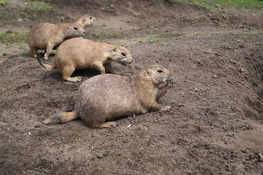 Лесная собачка грызун фото и описание HD wallpaper: prairie dogs, rodents, animals, zoo, black-tailed prairie dogs Wal