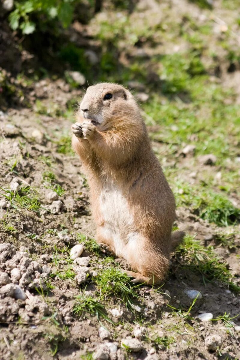 Лесная собачка грызун фото и описание Free Images : nature, wildlife, zoo, mammal, squirrel, rodent, fauna, whiskers, 