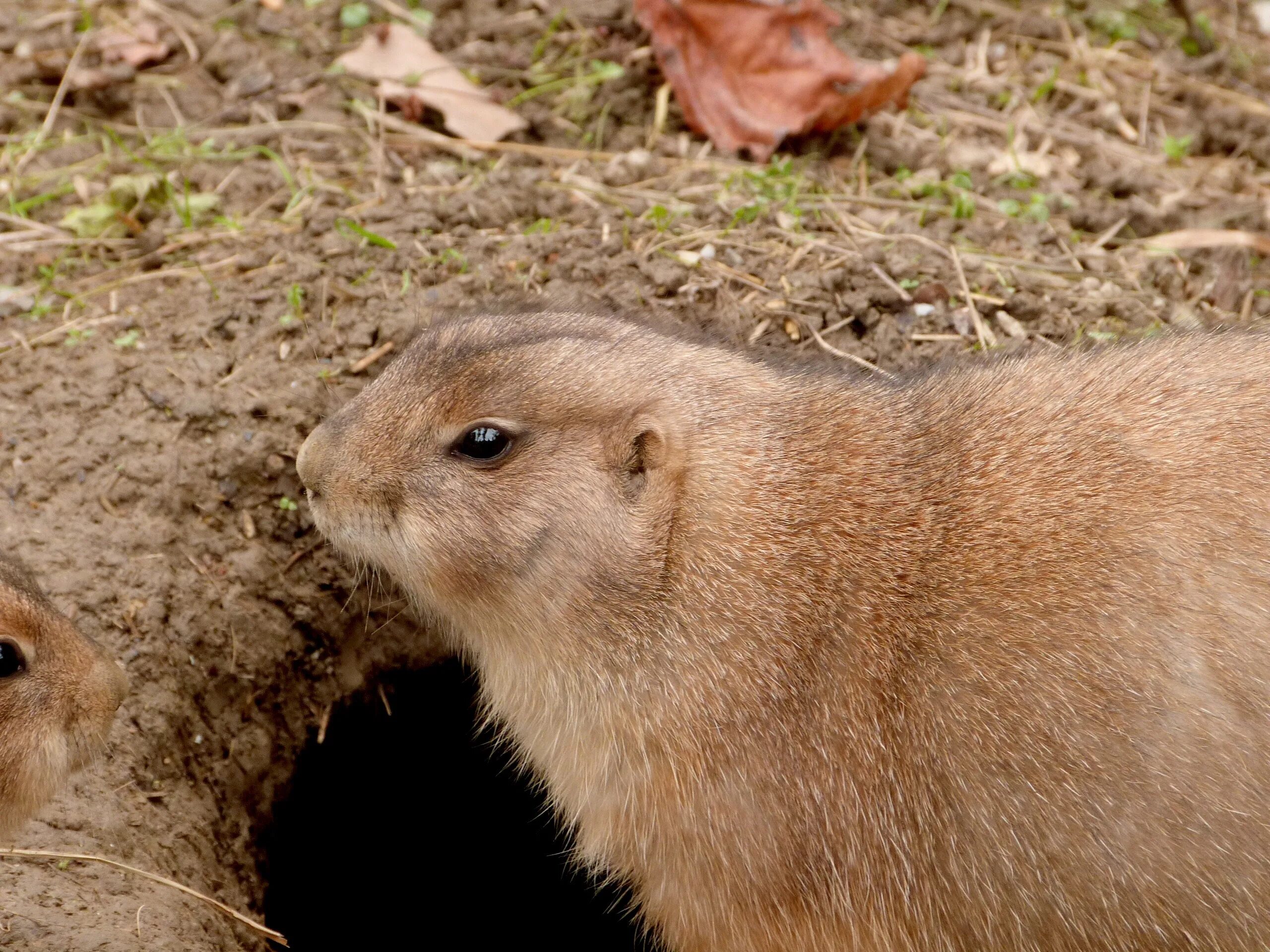 Лесная собачка грызун фото и описание Free Images : wilderness, ground, wildlife, wild, environment, fur, small, mamma