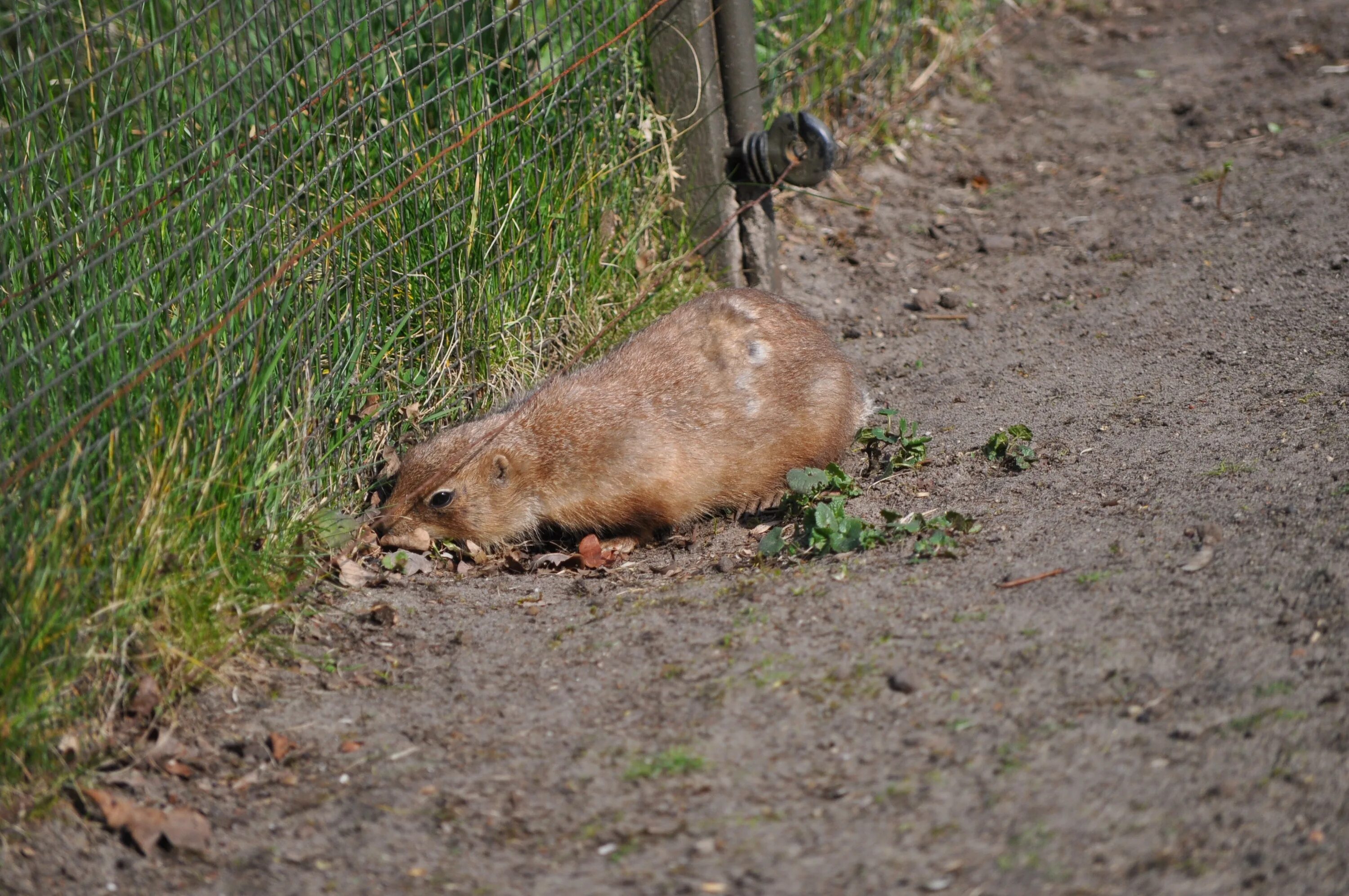 Лесная собачка грызун фото и описание Free Images : fence, animal, wildlife, mammal, squirrel, eat, rodent, fauna, ver