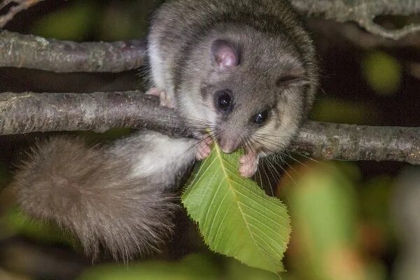 Лесная соня из красной книги фото Glis glis (Edible dormouse), page 2 JuzaPhoto