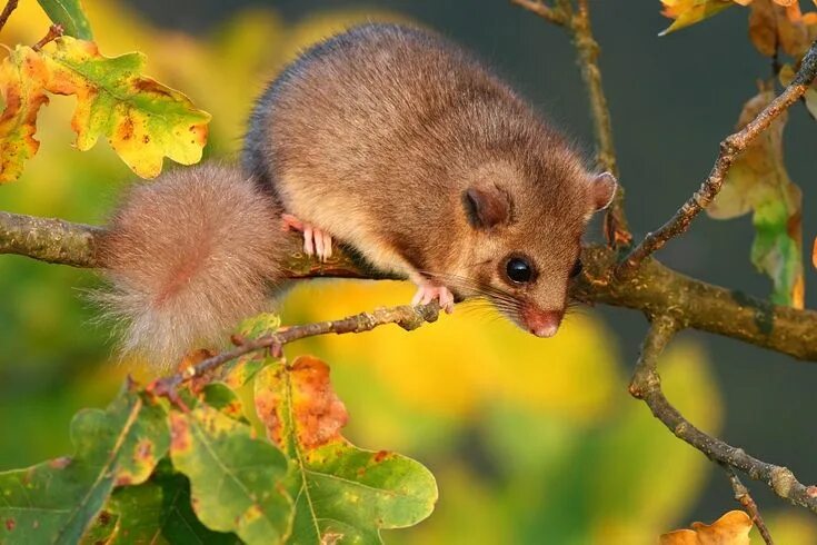 Лесная соня из красной книги фото FotoAparát.cz - Juraj Žiak WILDLIFEphotoBROTHERS.com : Lesný škriatok ... Plch s