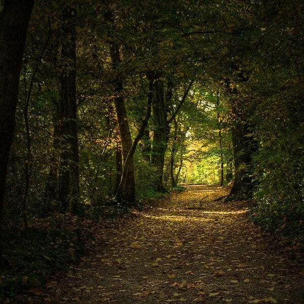 Лесная тропа фото Autumn Walk Autumn walks, Autumn forest, End of days