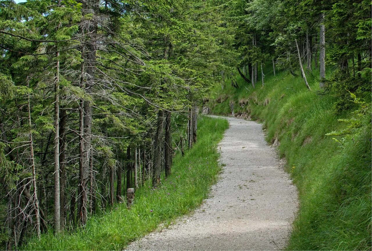 Лесная тропа фото Vacation, Trail, Away, Nature, Forest, Trees #vacation, #trail, #away, #nature, 