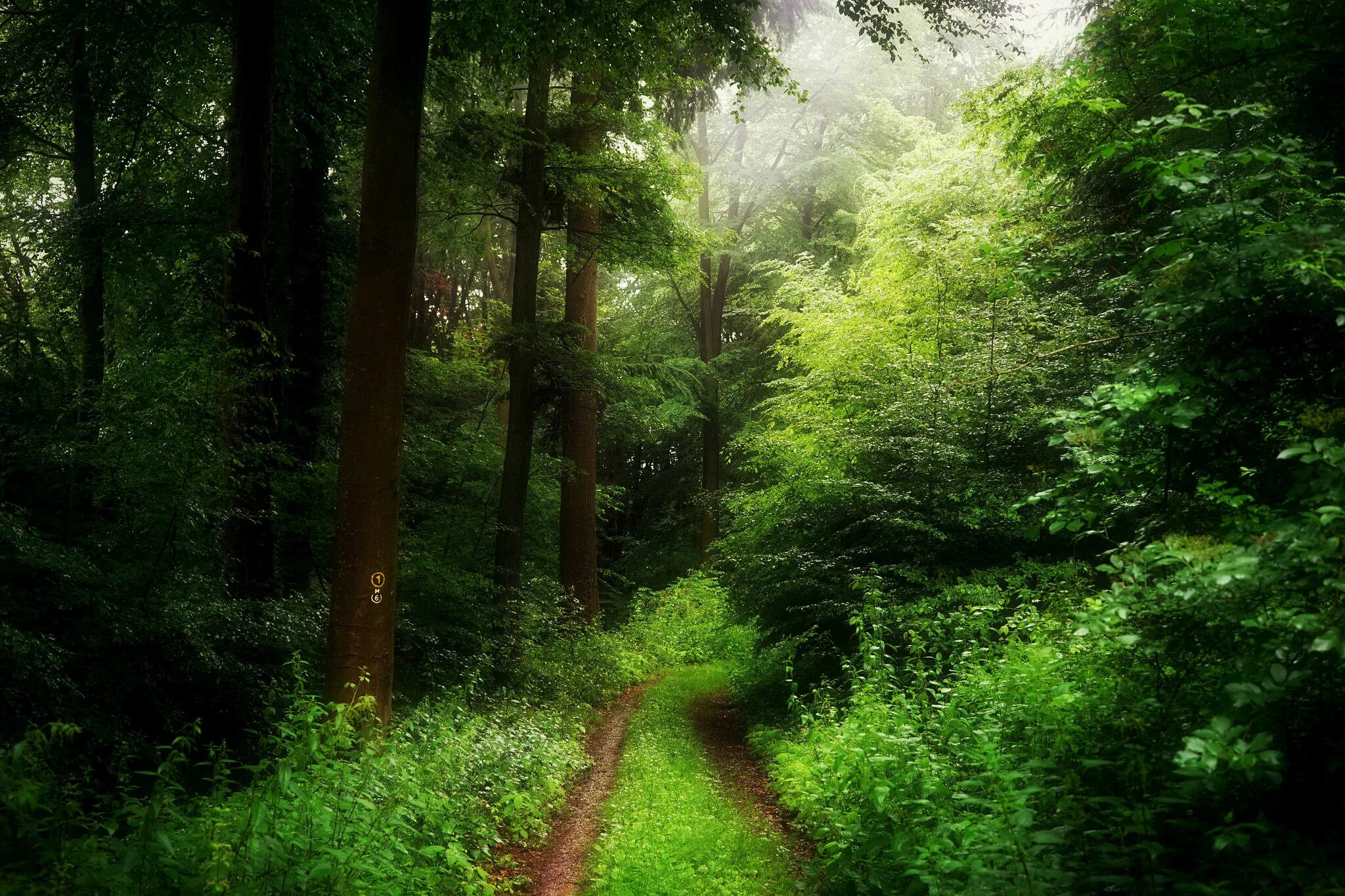 Лесная тропа фото fog nature road 1242x2688 iPhone XS Max wallpapers from photomonstr - images for