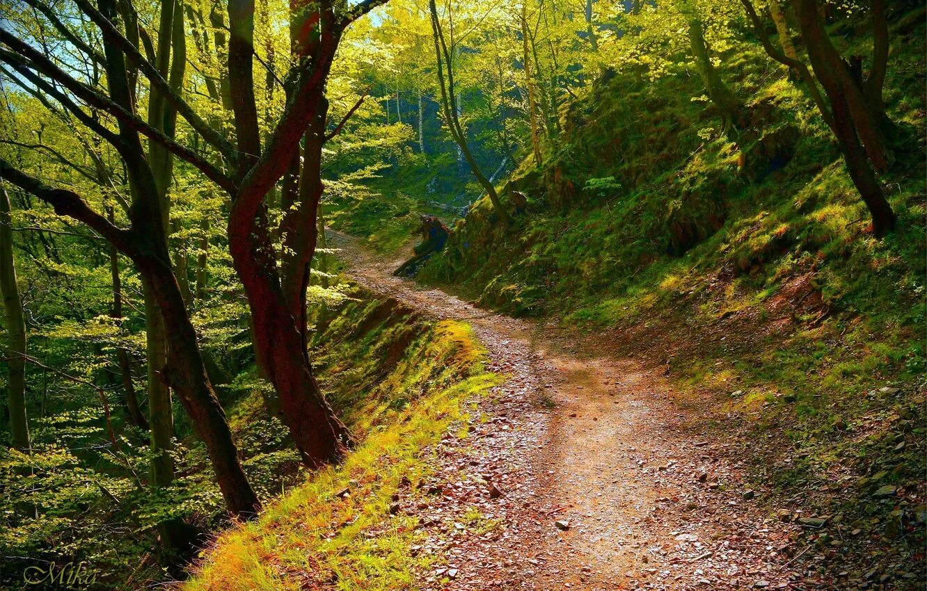 Лесная тропа фото Обои Деревья, Лес, Тропа, Forest, Trees, Path на телефон и рабочий стол, раздел 
