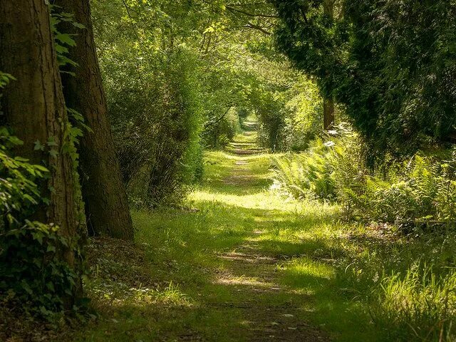 Лесная тропа фото The path Paths, Landscape, Peaceful places