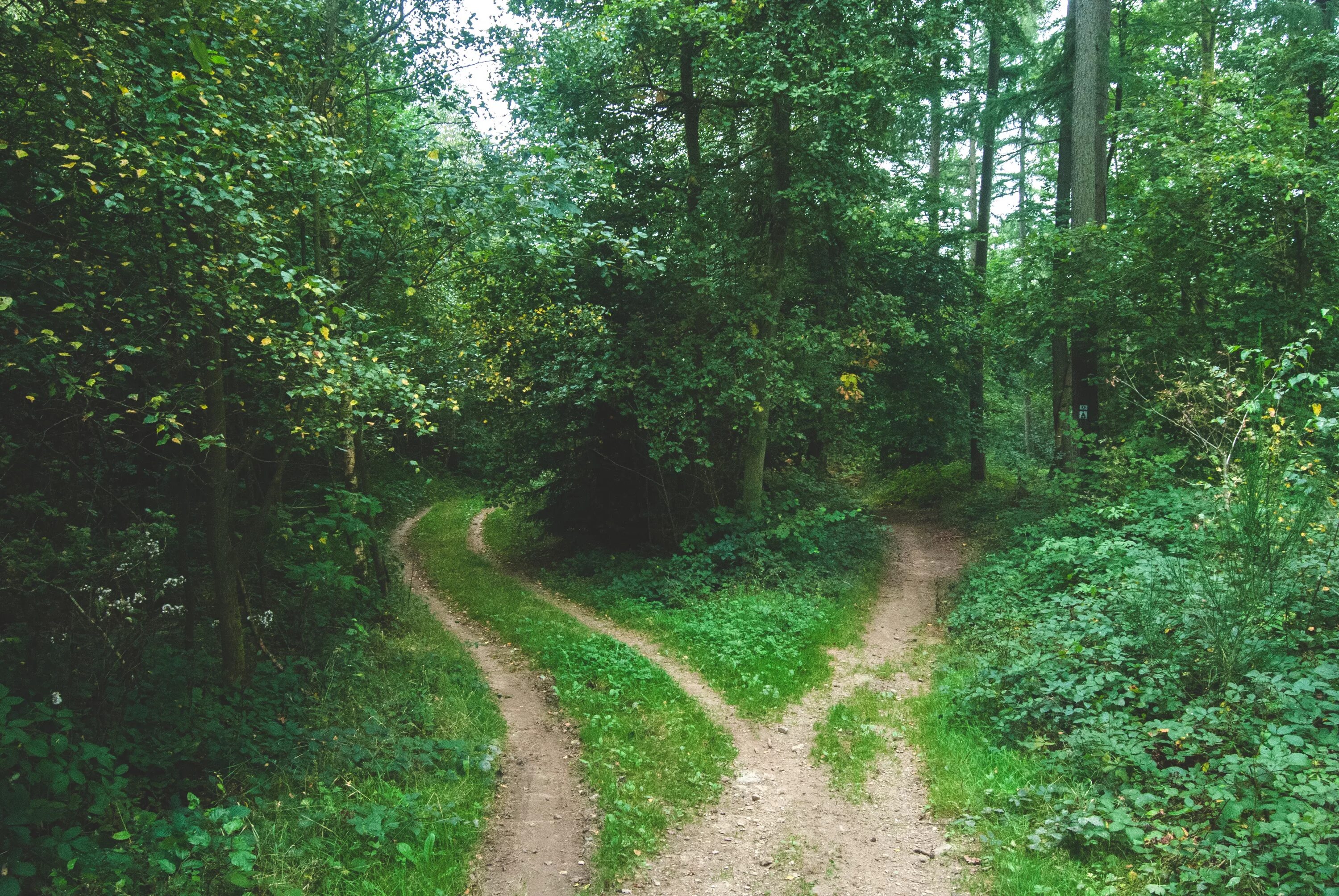 Лесная тропа фото Free Images : tree, nature, path, fork, trail, meadow, sunlight, green, jungle, 