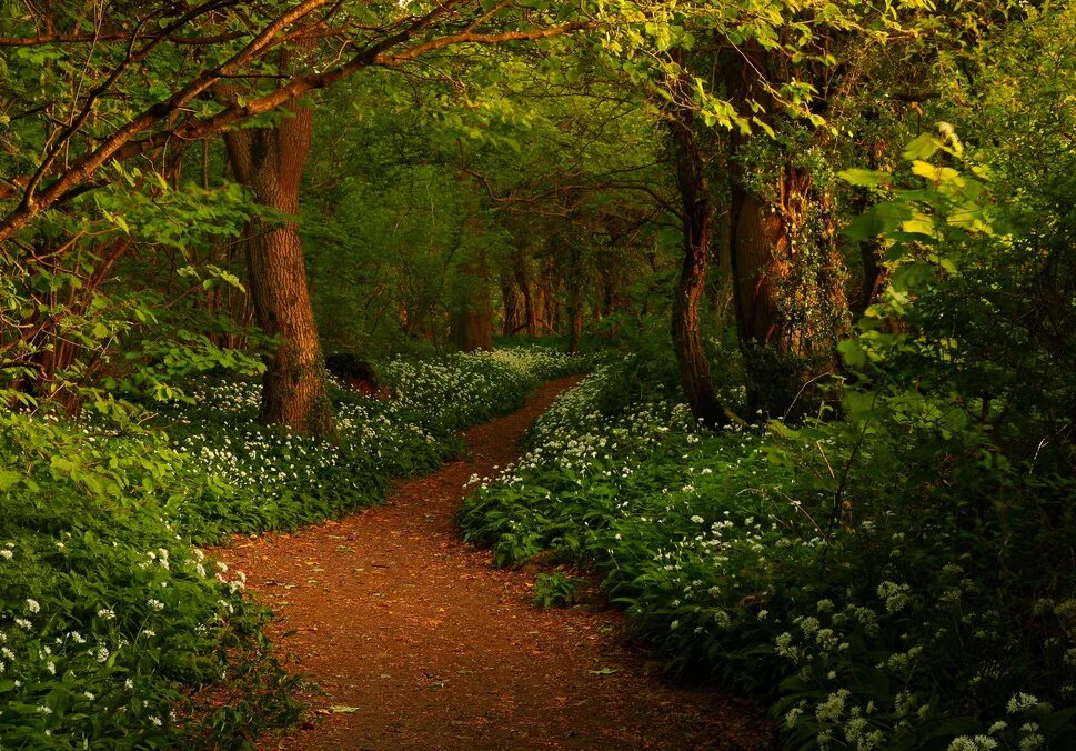 Лесная тропа фото The Path to Fairytales (Wild Garlic Wood, Silverdale) Beautiful landscapes, Path