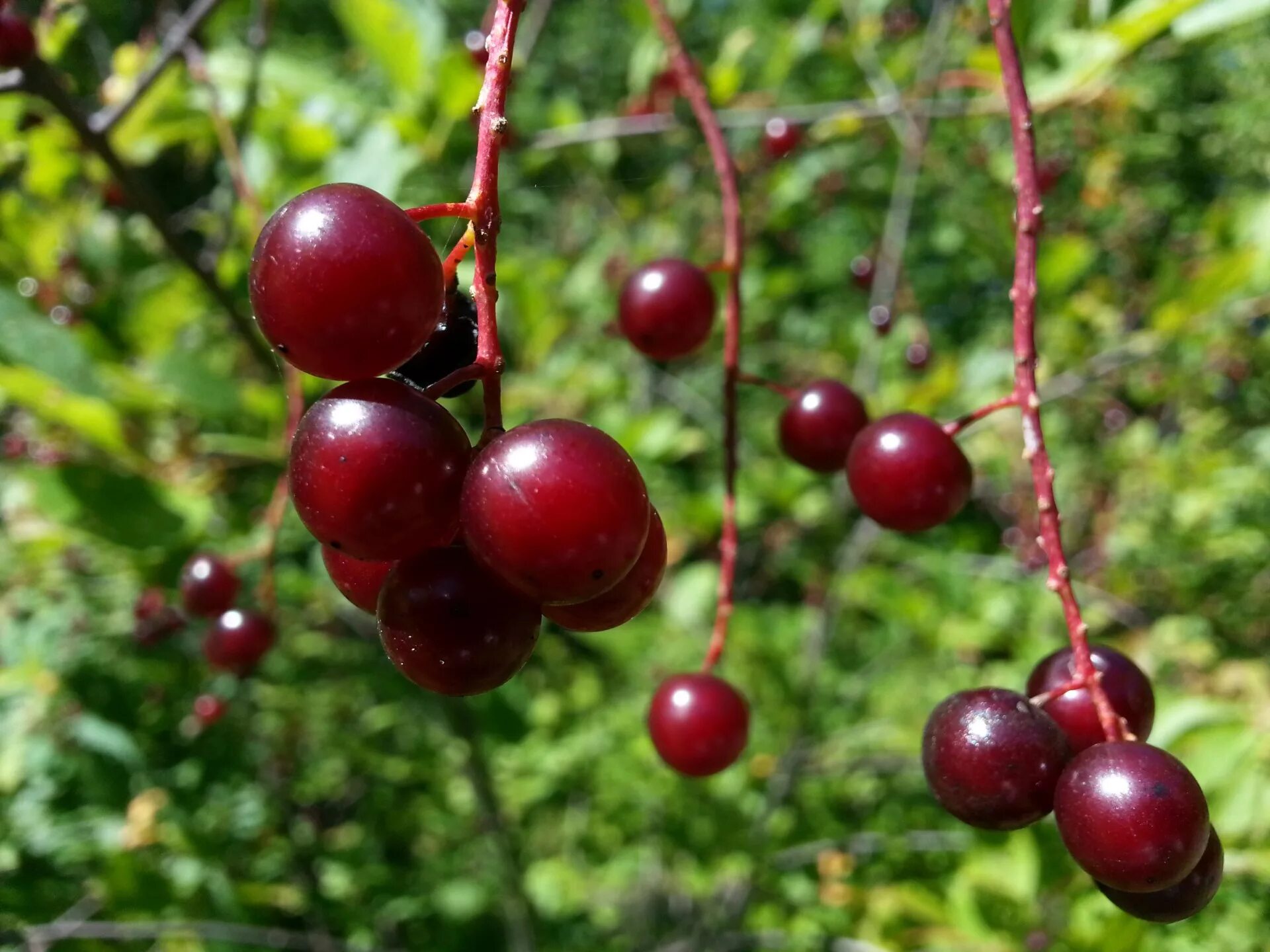 Лесная вишня фото Cherries,cherry,tree,fruits,food - free image from needpix.com