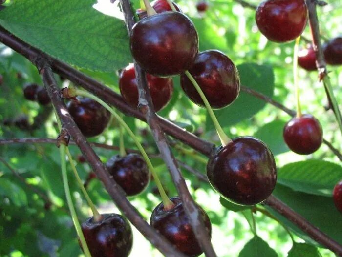 Лесная вишня фото Купить Вишня Муза - Вишня плодовая - GardenPlants