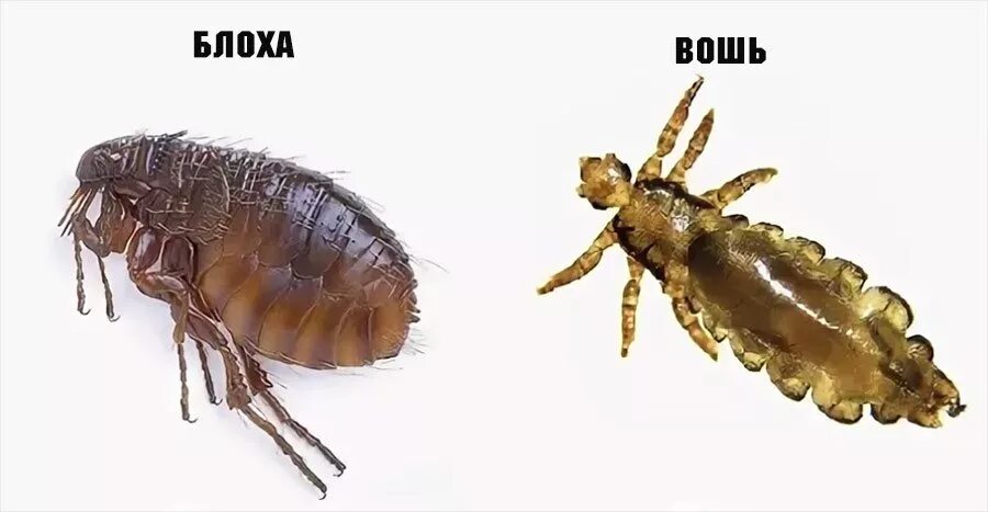 Лесная вошь как выглядит Вошь и блоха фото - Arhids.ru