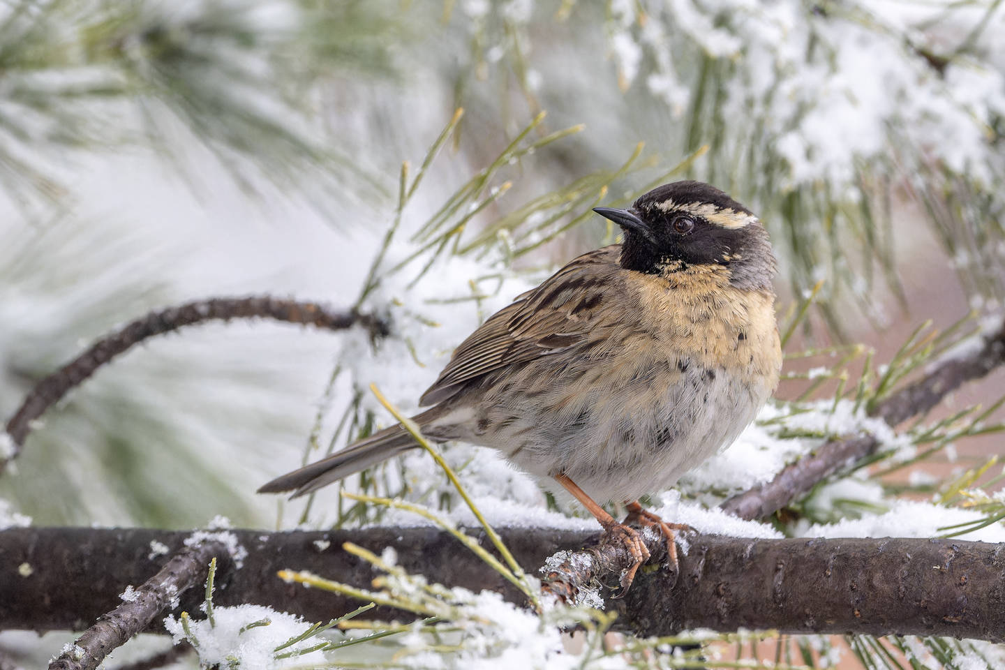 Лесная завирушка фото Black-throated Accentor (Prunella atrogularis). Birds of Siberia.