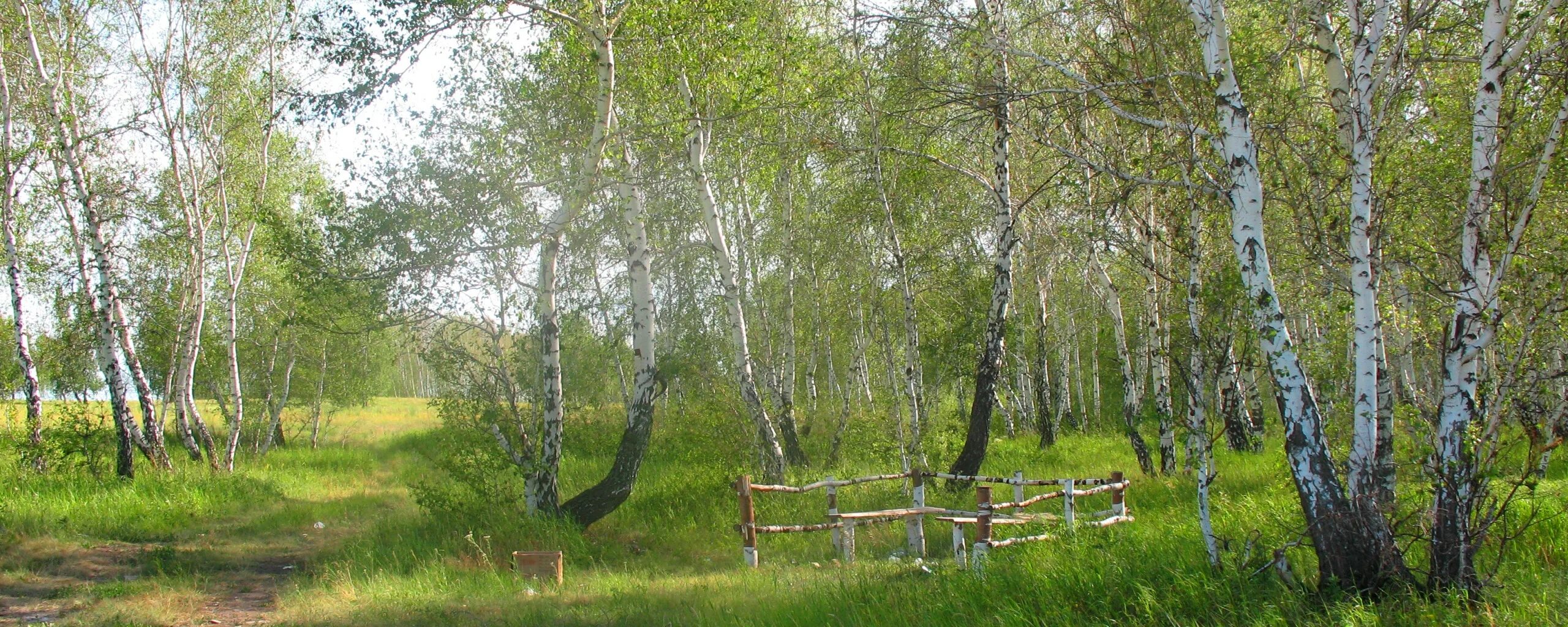Лесное березовая ул 9 фото и видео Download wallpaper forest, summer, nature, birch, Kazakhstan, reserve, all aregb