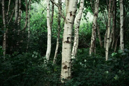 Лесное березовая ул 9 фото и видео Birken Wald 이미지 - 찾아보기 4,035 스톡 사진, 벡터 및 비디오 Adobe Stock