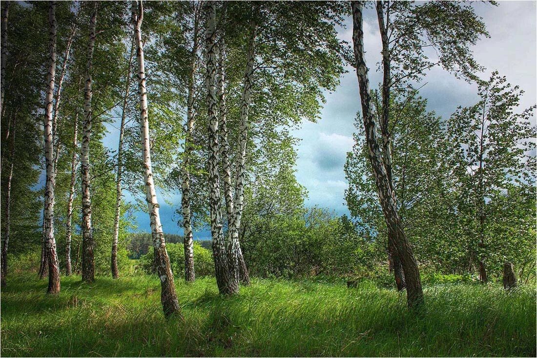 Лесное березовая ул 9 фото и видео Фотоклуб "ZOOOM" Галерея Пейзаж - Фото: "В березовой роще"