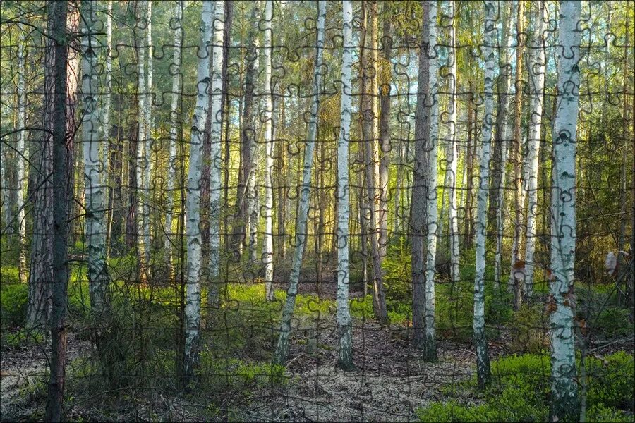 Лесное березовая ул 9 фото и видео Магнитный пазл 27x18см."Лес, береза, экологический" на холодильник - купить с до