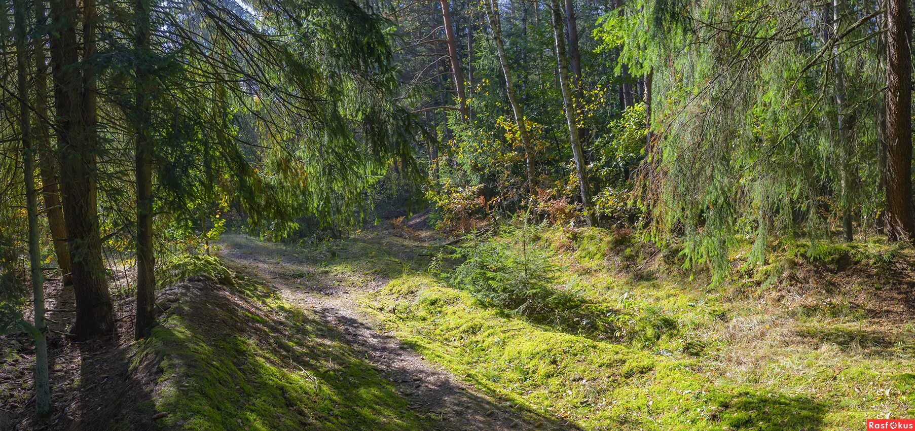Лесное калининградская область фото Фото: Осень в лесу. Пейзажный фотограф Владимир Орлов. Панорама. Фотосайт Расфок