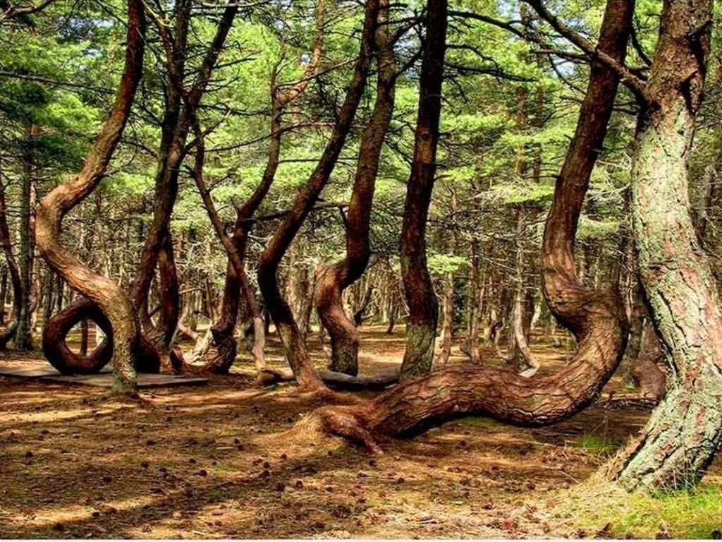 Лесное калининградская область фото Национальный парк "Куршская коса" - цена экскурсии 1 600 ₽, отзывы, расписание э