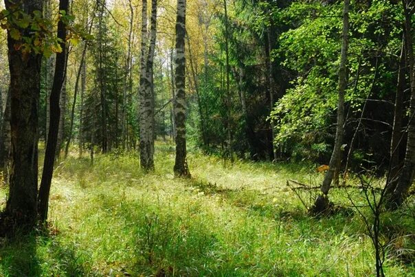 Лесное калужская область фото Фотографии со страницы сообщества "Доска объявлений Обнинск, Дроздово, Белоусово